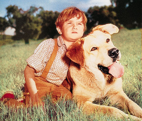 what of was yeller yeller rabies memes what of was yeller yeller rabies memes