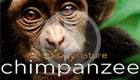 Chimpanzee