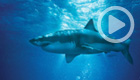 Sharkwater: Extinction (Crave)
