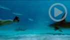 Sharkwater Extinction (Crave)