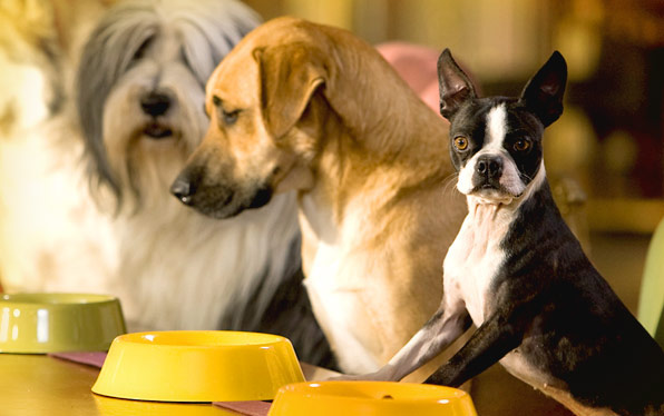 Hotel for Dogs Photo Gallery