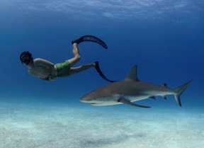 Rob Stewart in Sharkwater