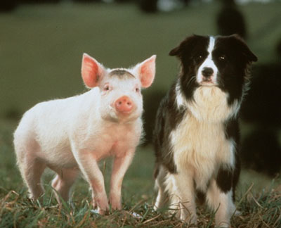 Young piglet Babe is taken from his mother and siblings and offered as a prize at a fair. Kindly Farmer Hoggett wins the pig and takes him home, where Babe is befriended by the other animals, including Ferdinand the duck and Fly, the sheepdog. When Babe learns that pigs are slaughtered and eaten, he fears […]