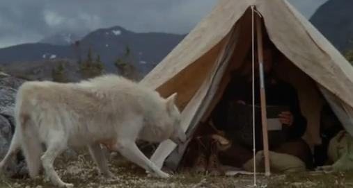 Farley Mowat is assigned by the Canadian Wildlife Service to travel to the Arctic to collect information as to why wolves are a danger to the caribou. In doing so, he shares a special connection with them, and soon realizes, like most animals people fear, they aren’t dangerous at all.