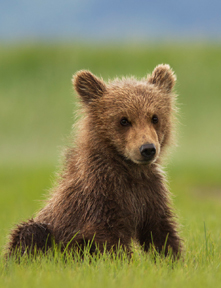 A bear cub in Bears