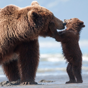 A mother bear plays with her cub