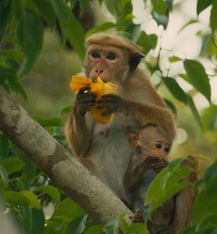 monkeykingdom2