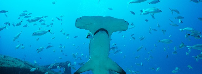 The great hammerhead is the biggest of its kind in the world. All sharks have electrical sensors on their noses and heads called ampullae of Lorenzini, which sense weak electric emissions from other sea life. Because the hammerhead’s cephalofoil (the underside of the head) is so wide, they’re especially adept at sensing prey. This is […]