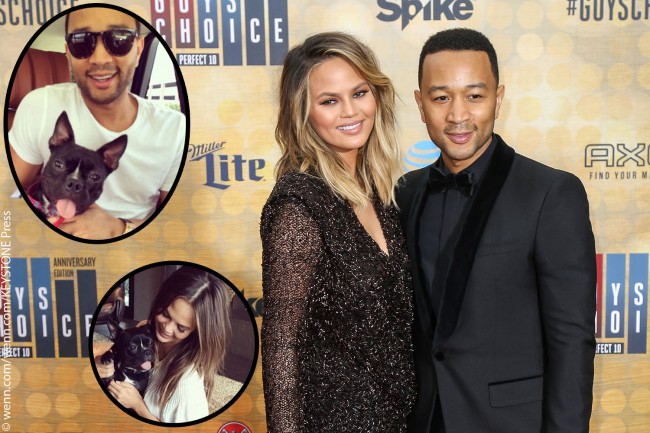 Singer John Legend and his wife Chrissy Teigen were already parents to dogs Pippa and Puddy when they decided to adopt three-legged French Bulldog Penny in 2014. Chrissy took to Twitter to make the dog’s entry into the family official, posting a photo of the dog with the following caption: “She is our new little […]