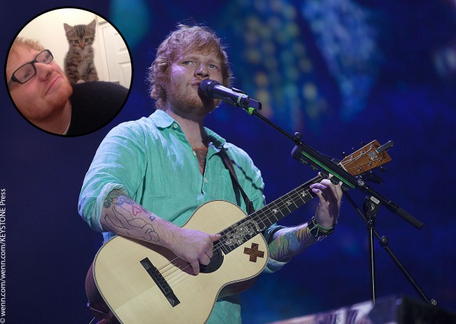 Ed Sheeran has been a cat lover for years (all the way back to the days when it was speculated that he and Taylor Swift were dating), but in 2014 he became the dad of a tiny friend all his own. He Tweeted: “So basically this one month old kitten was gonna get put down […]