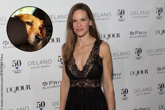 Two-time Oscar winner Hilary Swank has two award-worthy dogs in Kai (a Beagle-terrier cross) and Rumi (a Golden Retriever mix). Hilary adopted both pups while on the set of a film in South Africa. In an interview with People, the outspoken animal activist said, “Animals just make my life so much richer… It wouldn’t be […]