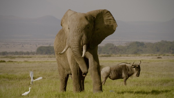 Netflix's The Ivory Game - Q&A with directors