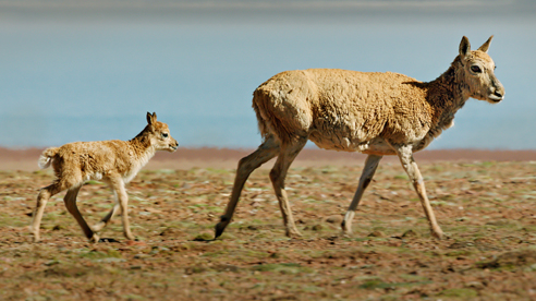 Born in China - Chiru mother and baby