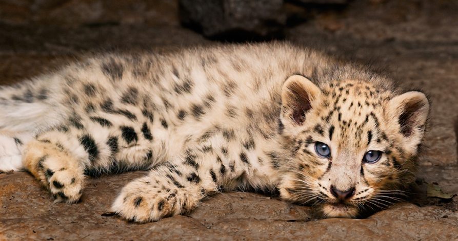 Snow Leopard cub