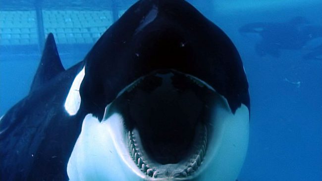This award-winning documentary takes a look at the captivity of orca whales through one particular whale, Tilikum, following the death of trainer Dawn Brancheau. Blackfish traces Tilikum’s capture at age two in 1983 to the present, and how his captivity and harassment by other orcas have contributed to his growing aggression – and ultimately the […]