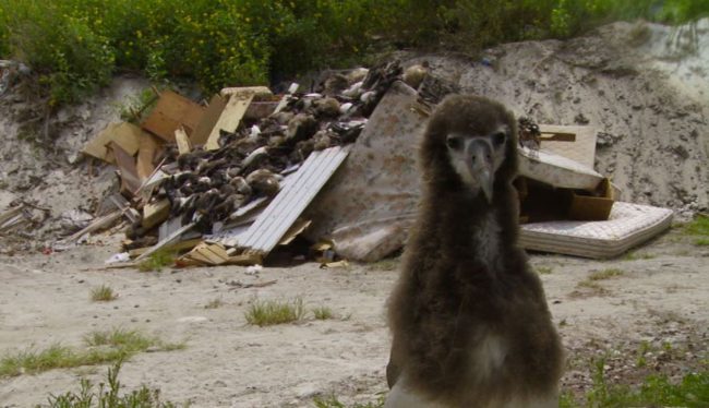 This 2013 documentary written and directed by Angela Sun takes audiences to some of the more remote places in the Pacific, such as the Midway Atoll, that have been greatly affected by the growing scourge that is plastics in the ocean. The film also takes a look at humanity’s relationship with plastic and how the […]
