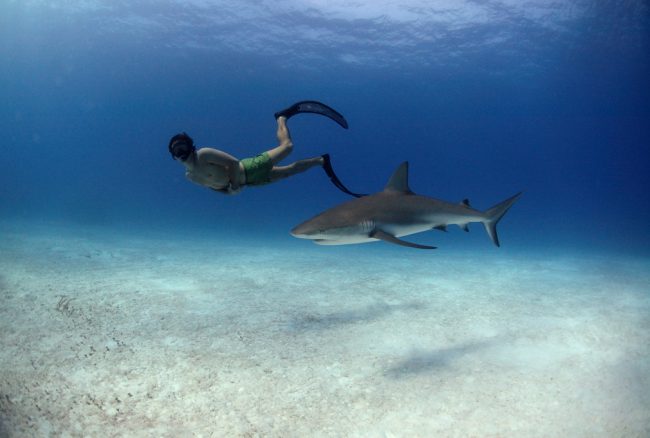 Sharkwater, the multi award-winning film by Rob Stewart, opened people’s eyes to the importance of nature’s apex predators and the need to stop the practice of shark finning. In fact, it was the driving force for many countries worldwide to change their laws regarding the sale of shark fins. While shark films are thrilling, it’s […]
