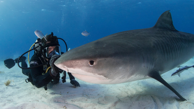 Eli Roth petting a shark in Fin