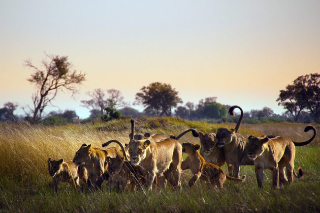 Elephants, lions, wolves and many more species thrive in the Kalahari Desert’s Okavango Delta, but a worsening dry season threatens its future. The packs and herds must rely on the power of a family to survive in this documentary. 