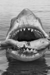 Steven Spielberg regrets Jaws film has decimated sharks