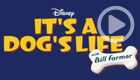 It’s a Dog’s Life (Disney+)