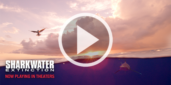 Sharkwater Extinction Trailer