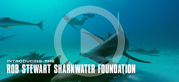 More awards for Rob Stewart & Sharkwater Extinction