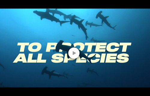 Surprising-reasons-to-save-sharks.jpg