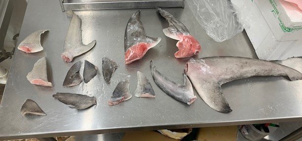illegal shark fins